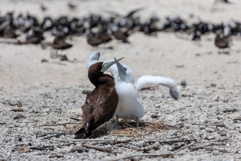 Breeding terns, Great Barrier Reef, Michaelmas Cay National Park, in the north-east of the