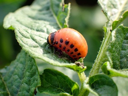 Larva of a Colorado potato beetle (Leptinotarsa decemlineata), Lower Rhine, North Rhine-Westphalia,