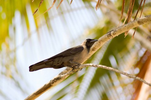Black crow standing on a tree branch with a bottom palm at the bottom of Bamburi beach in Kenya