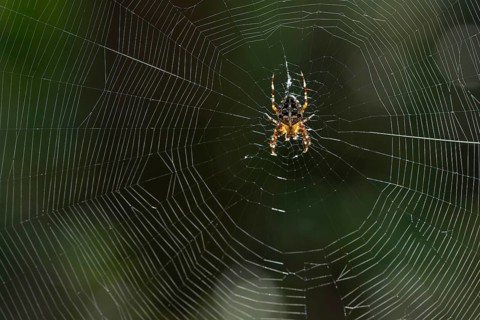 European garden spider (Araneus diadematus), in its web in the sunshine, Saxony, Germany, Europe