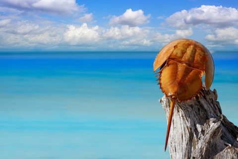 Cacerola de mar Limulus polyphemus horseshoe crab in Mexico