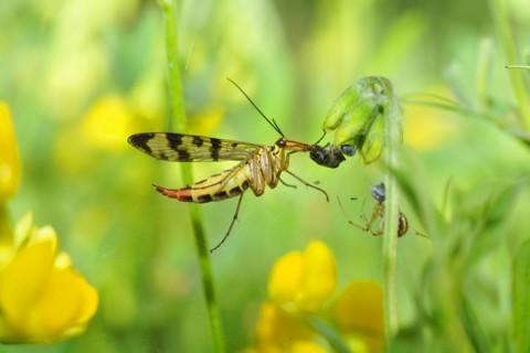 Common scorpionfly (Panorpa communis), common scorpionfly (Panorpa communis) Panorpa
