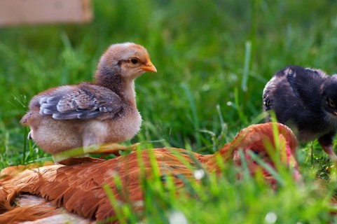 Chicken with little hatchling on a farm