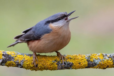 Nuthatch (Sitta europaea) calling on a lichen-covered branch, protected forest forest, Black