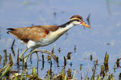 Red-fronted Jacana jacana, Argentina, South America