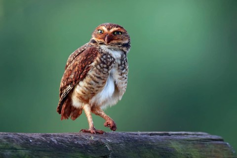 Burrowing Owl, Athene cunicularia, Argentina, South America