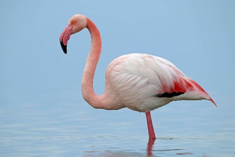 Pink flamingo, Phoenicopterus roseus
