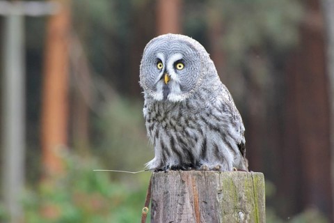 Great horned owl on tree trunk