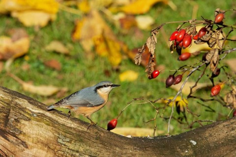 Nuthatch standing on a tree trunk with red rose hips, looking right