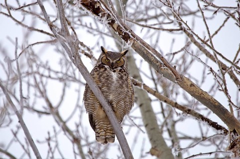 Great Horned Owl in Tree Saskatchewan Canada