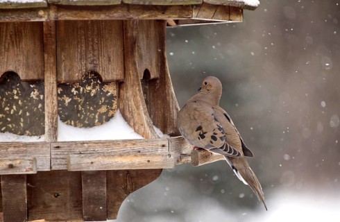 Mourning Dove in Winter at Bird Feeder snowy winter Canada