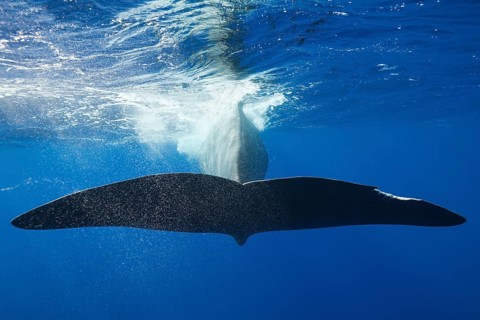 Sperm whale fluke, Physeter macrocephalus, Caribbean, Dominica, Central America