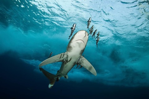 Oceanic whitetip shark, Carcharhinus longimanus, Brother Islands, Red Sea, Egypt, Africa