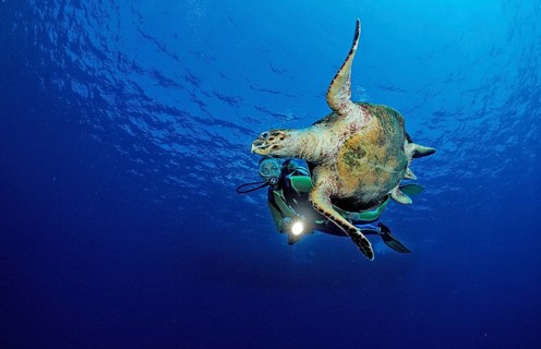 Swimming hawksbill turtle and diver, Eretmochelys imbricata, Egypt, Zabargad, Zabarghad, Red Sea,
