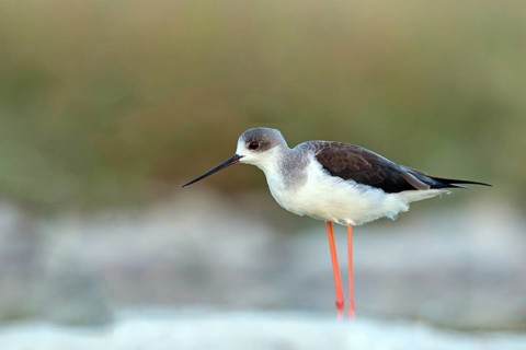 Stilt, (Himantopus himantopus), animals, birds, avocet family, biotope, habitat, Raysut, Salalah,