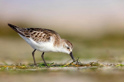 Little Stint, (Calidris minuta), foraging in the Shannah biotope, Barr Al Hikman, Ash Sharqiyah