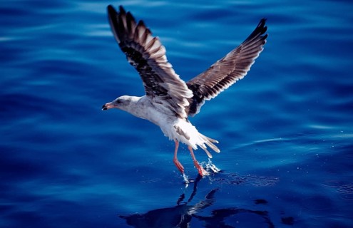 Moewe, Mexico, Pacific Ocean, Guadalupe, Central America