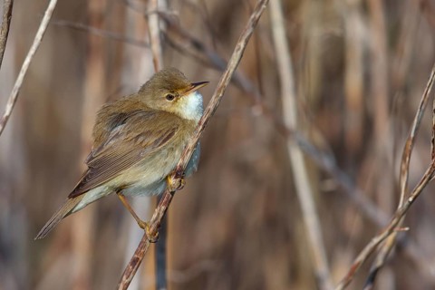Reed Warbler, subspecies scirpaceus, (Acrocephalus scirpaceus scirpaceus), (Acrocephalus