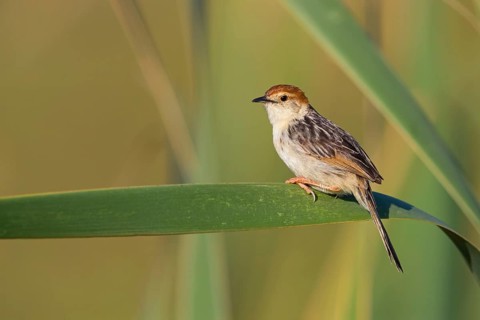 Vley's Cisticola, (Cisticola tinniens), biotope, habitat, perch, False Bay Nature Reserve Stran,
