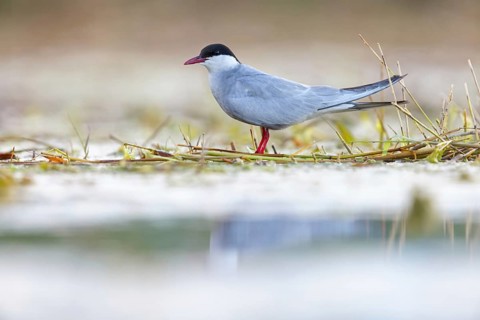 White-bearded Tern, White-bearded Tern, (Chlidonias hybridus), (Chlidonias hybrida), family of