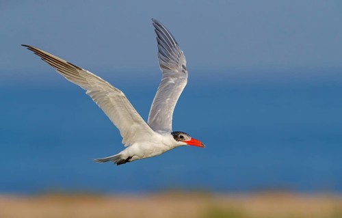 Caspian Tern, (Sterna caspia), family of plovers, flight photo, biotope, foraging, Raysut, Salalah,