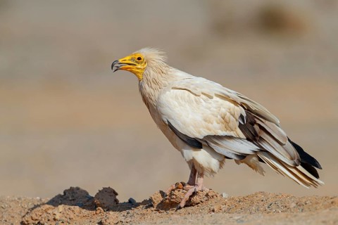 Egyptian Vulture, Neophron percnopterus, Vautour percnoptère, Percnoptère d'Égypte, Alimoche Común