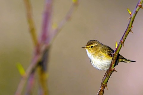 Chiffchaff, (Phylloscopus collybita), (Phylloscopus collybitus), willow warbler, songbird, perch,