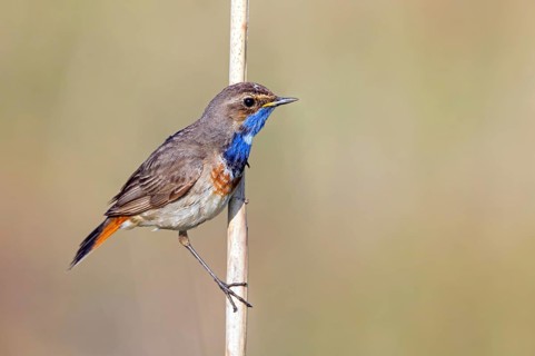 White-starred bluethroat (Luscinia svecica), sitting on a reed, Wadi Darbat, Salalah,