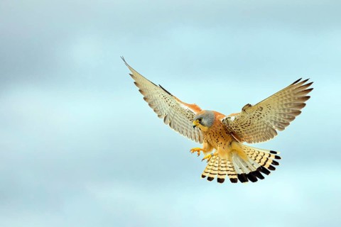 Kestrel, (Falco tinnunculus), falcon family, falcons, shaking flight, Hides de El Taray Lesser