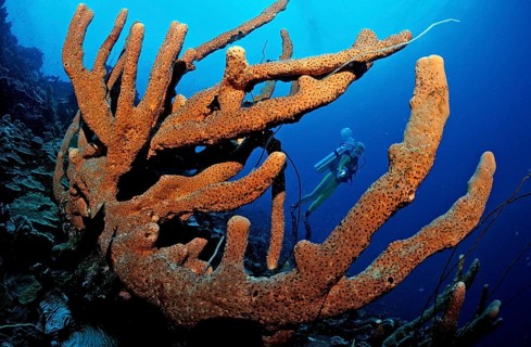 Diver and tube sponge, British Virgin Islands, BVI, Caribbean Sea, Caribbean, Leeward Islands,