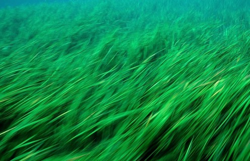 Rainbow River water plants, USA, Florida, FL, North America