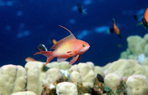 Harem flag perch, Pseudanthias squamipinnis, Egypt, Sha'ab Tamara, Red Sea, Africa