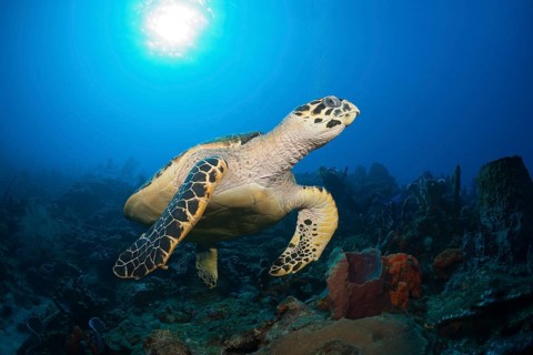 Hawksbill sea turtle, Eretmochelys imbriocota, Caribbean, Dominica, Central America