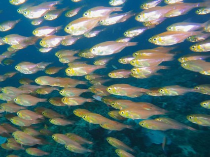 Pigmy sweeper (Parapriacanthus ransonneti)