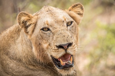 Starring Lion in the Kruger National Park, South Africa, Africa