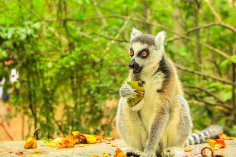 Madagascar Ringtail Lemur, Lemur Catta species eating fruits on forest background
