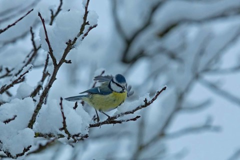 Blue tit