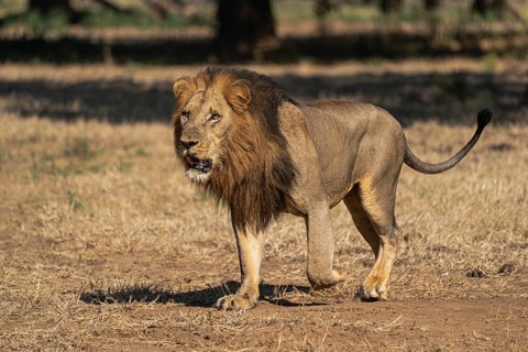 African lion (Panthera leo)
