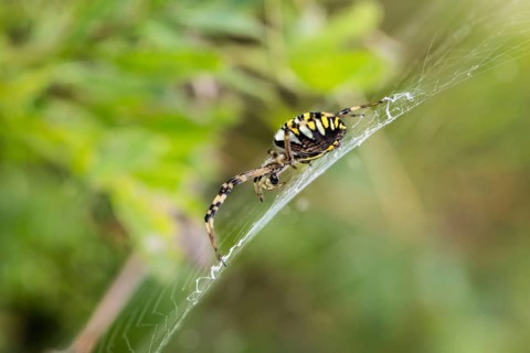 Wasp spider
