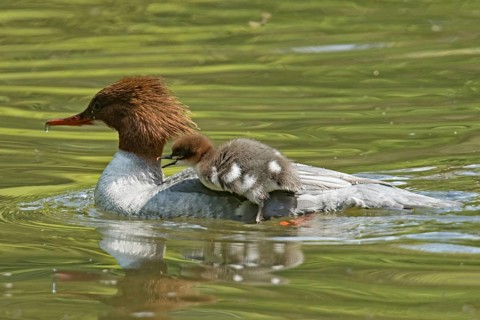 Goosander (Mergus merganser)