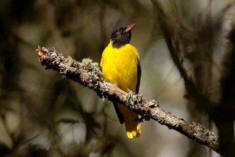Masked oriole (Eurasian Golden Oriole larvatus)