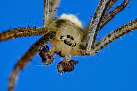 Zebra spider - male