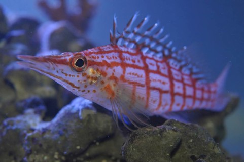 Long-snouted coral guard (Oxycirrhites typus)