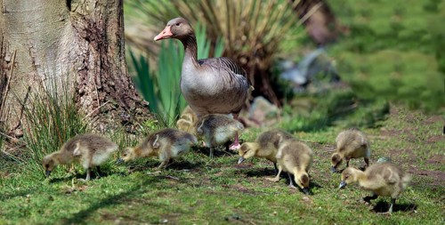 Greylag goose (Anser anser)