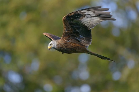 Red kite (Milvus milvus)