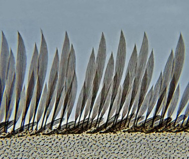 Wing edge of a mosquito 400 times