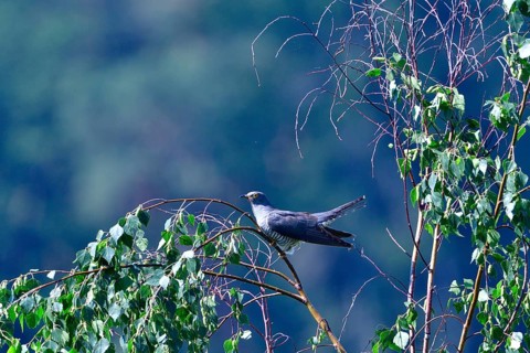 Cuckoo (cuculus canorus)