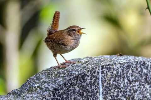 Wren - singing male (Troglodytes troglodytes)