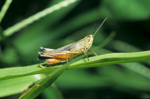 Grasshopper (Acrididae)