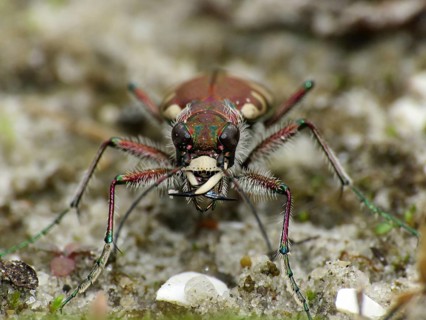 Dune sand beetle (Cicindela hybrida)